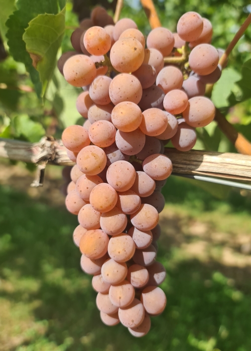 Souvignier gris 20260907 140037